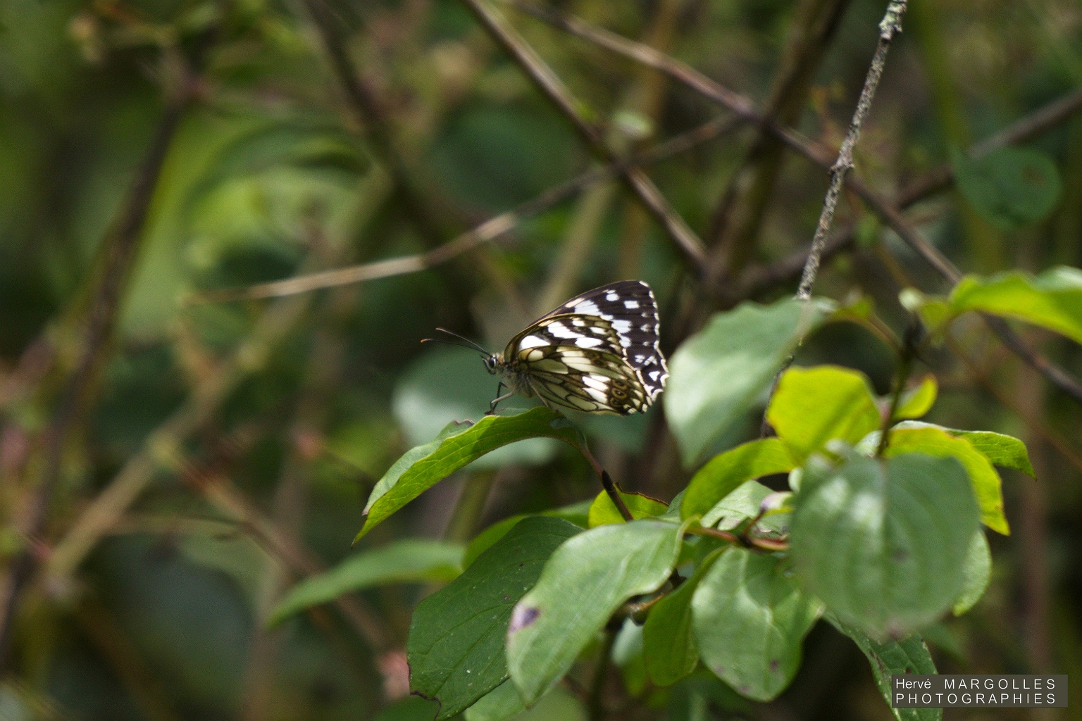 Papillon_Blanc marbre.jpg